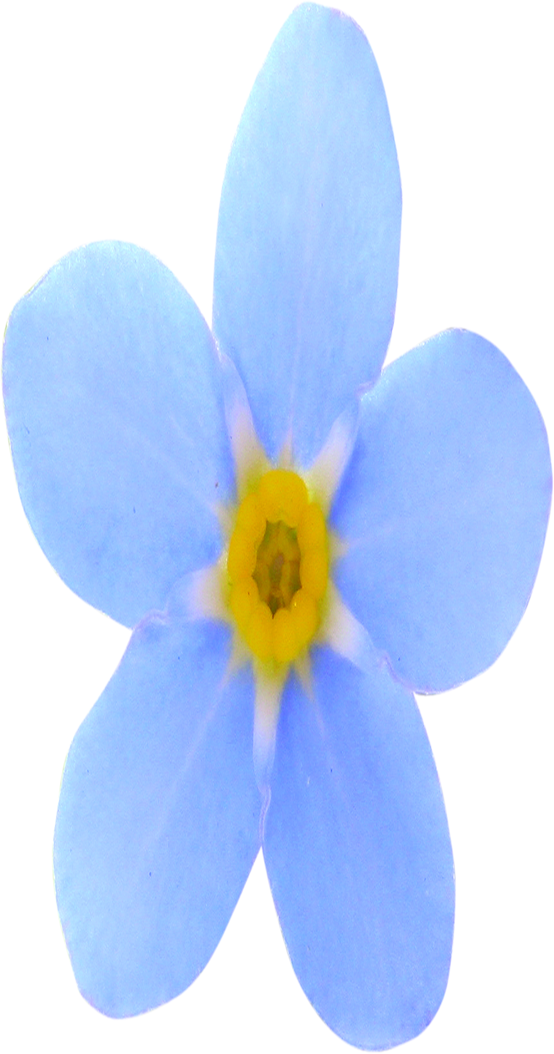 Photo of a forget-me-not